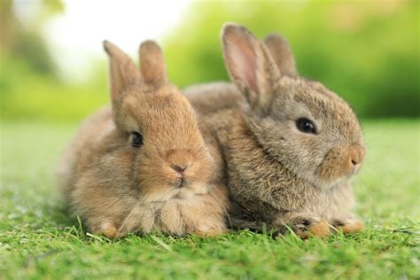 cafe with bunnies san diego